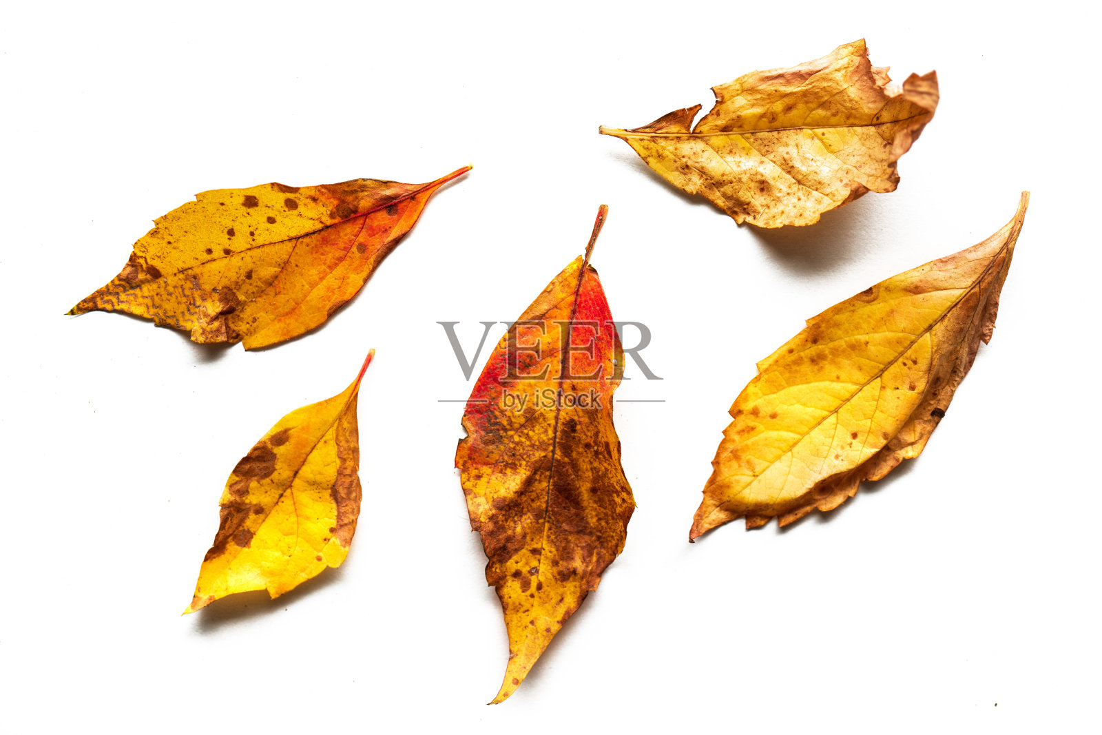 秋天的落叶照片摄影图片