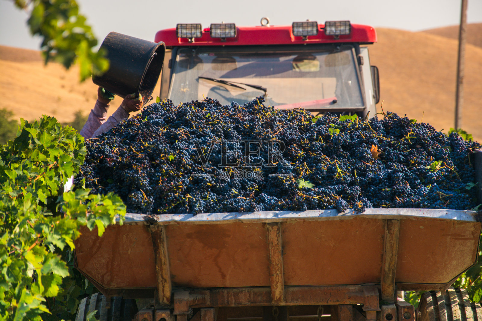 收获成熟的葡萄照片摄影图片