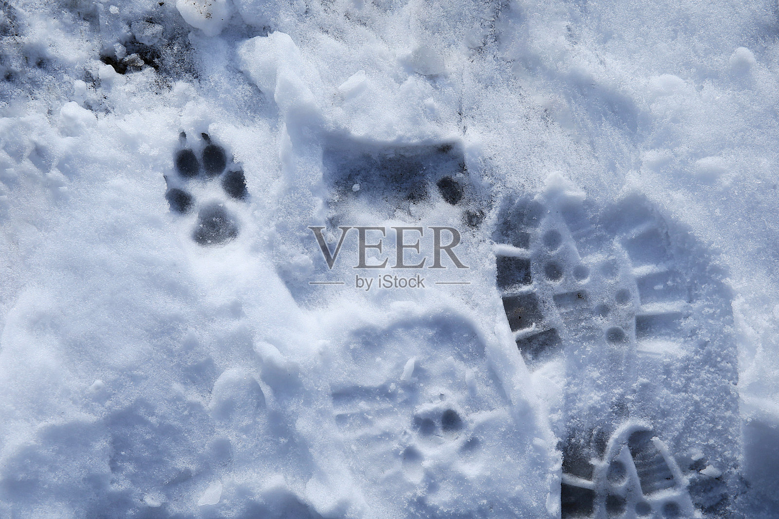 近距离观看脚印宠物在雪照片摄影图片