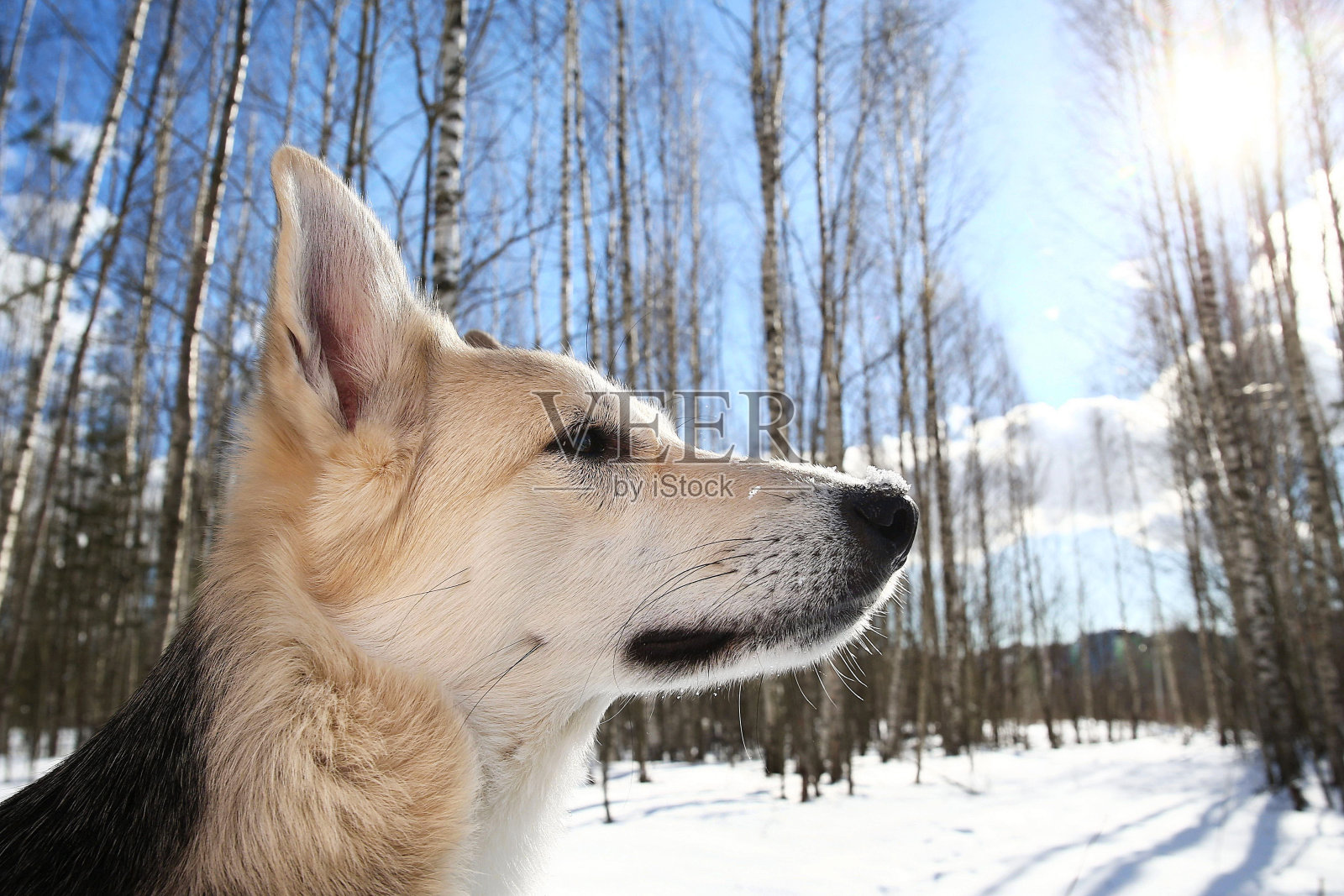 冬天外面的一个杂种狗照片摄影图片