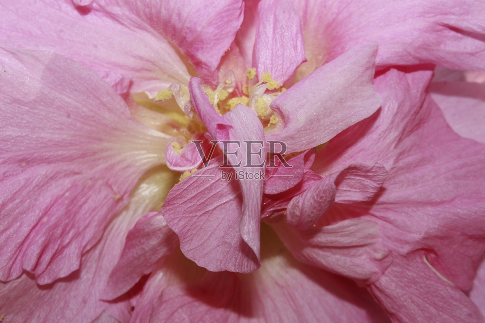 南方玫瑰(芙蓉)抽象图案细节。照片摄影图片