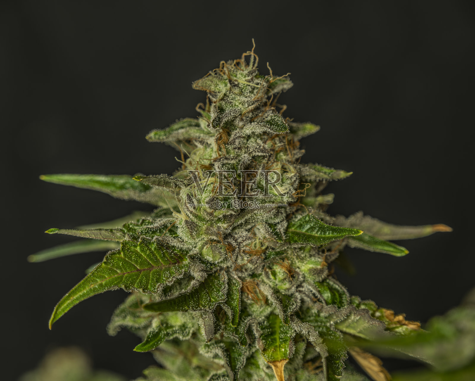 成熟的法国饼干，各种黑色背景的大麻照片摄影图片