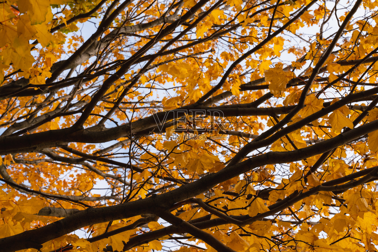 树枝上五颜六色的秋叶，美丽的自然背景纹理。照片摄影图片