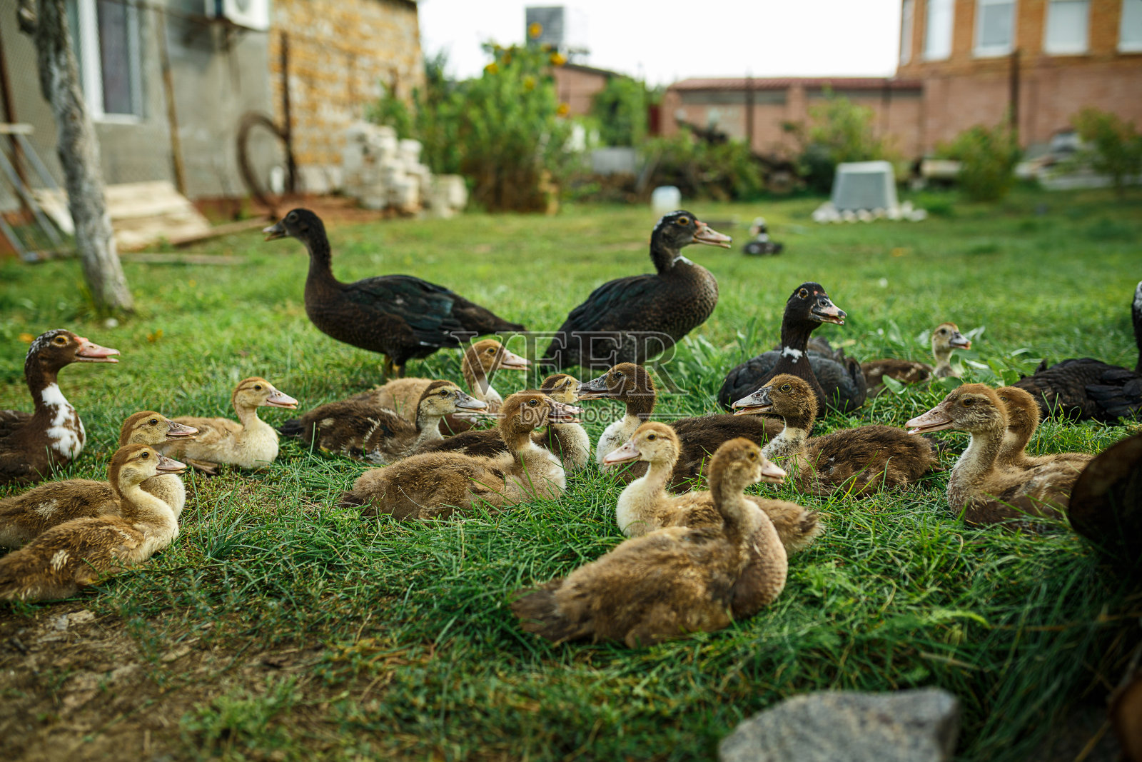 草地上的鸭子。在村子里种地。照片摄影图片