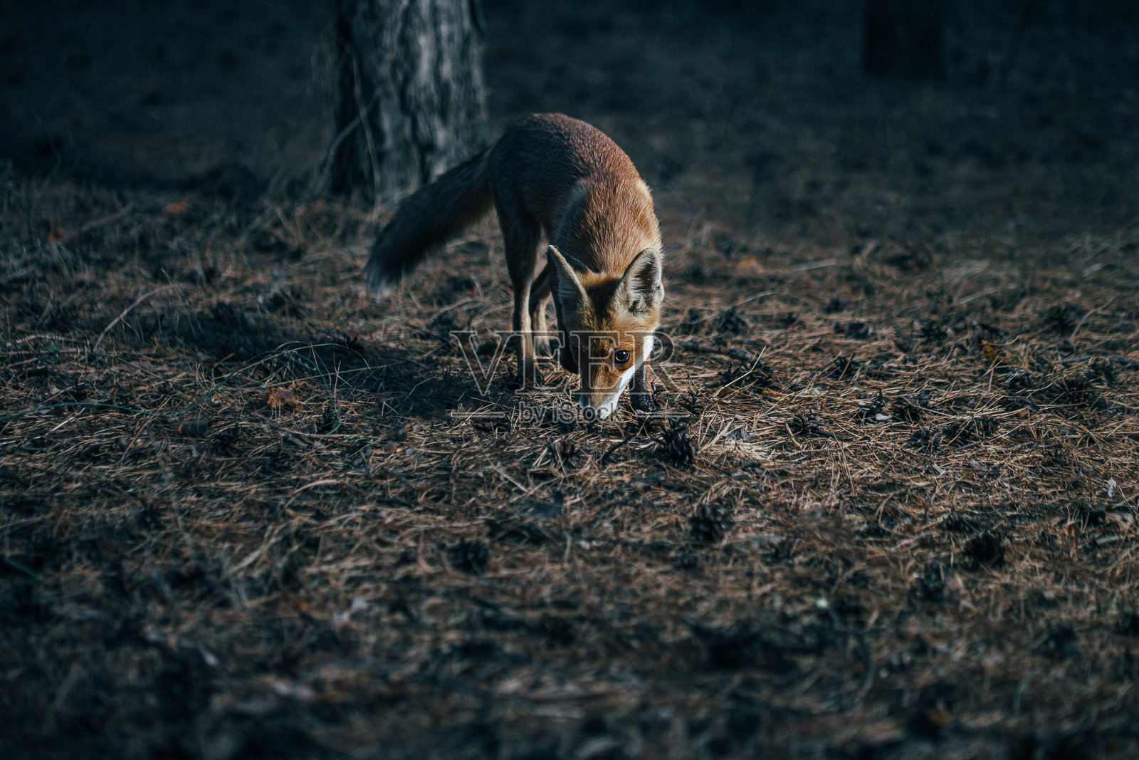 狐狸在树林中，照片与噪音照片摄影图片