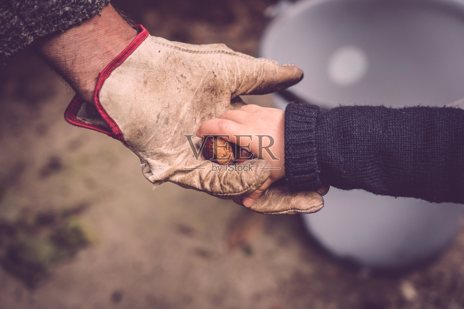 宝宝的手给大人的手新鲜的栗子照片摄影图片