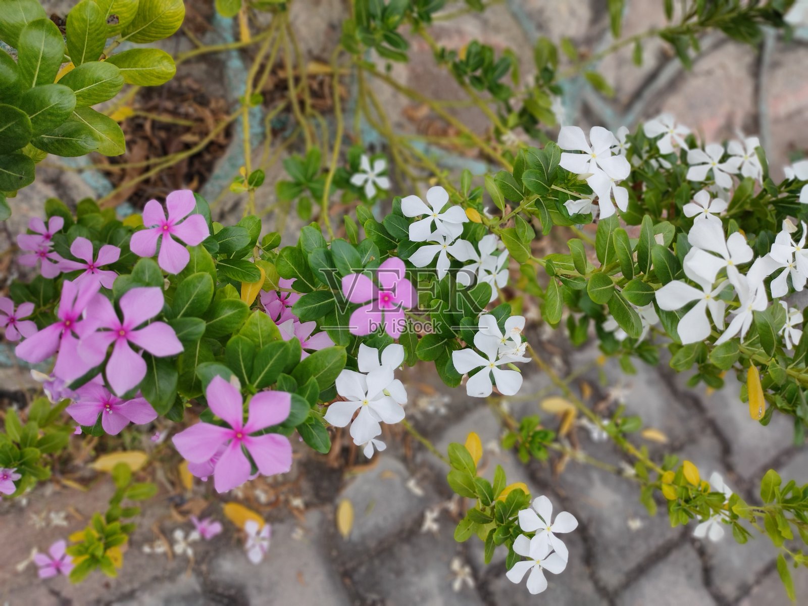 美丽的花朵和美丽的叶子照片摄影图片
