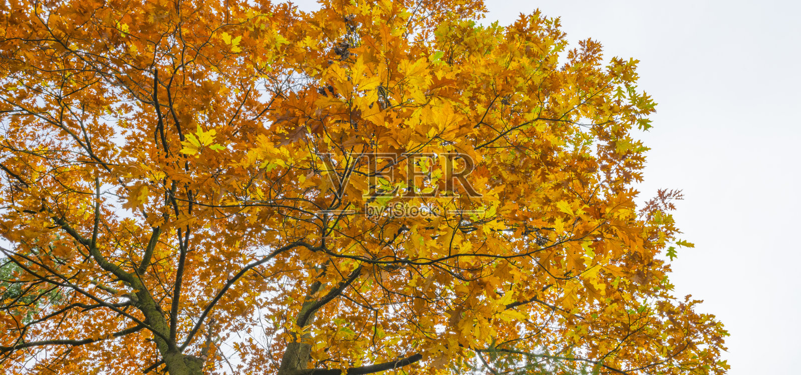 秋天阳光下的秋叶照片摄影图片