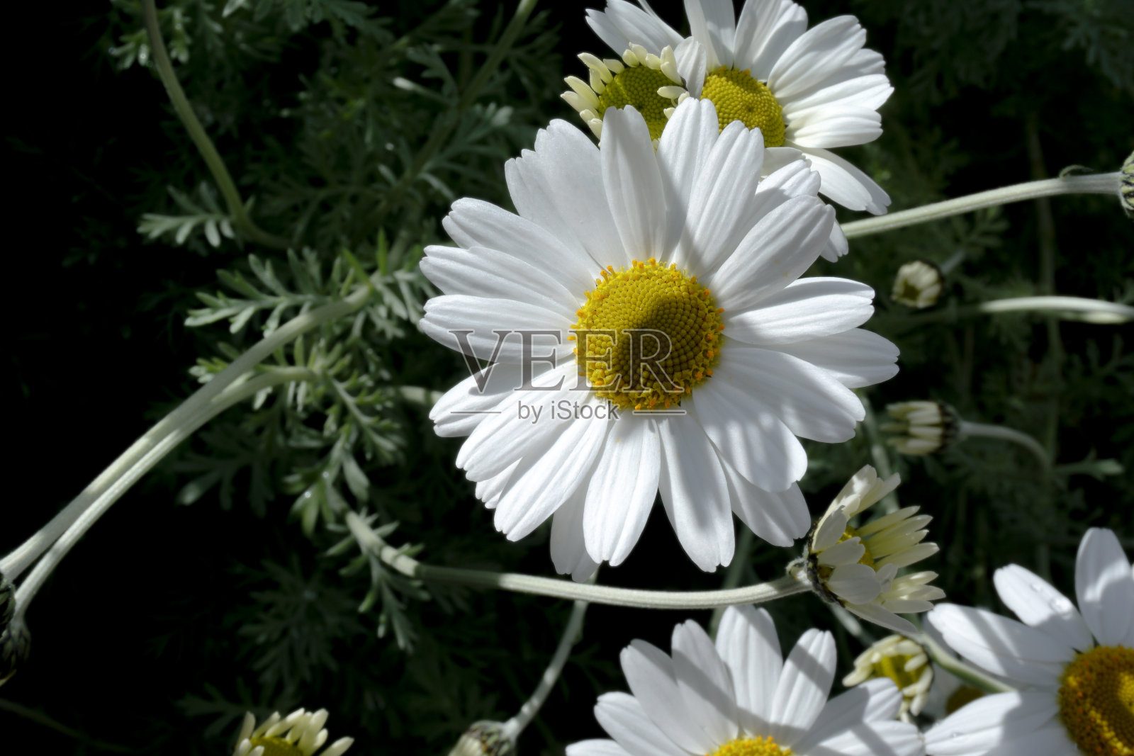 雏菊花背景蓝墙照片摄影图片
