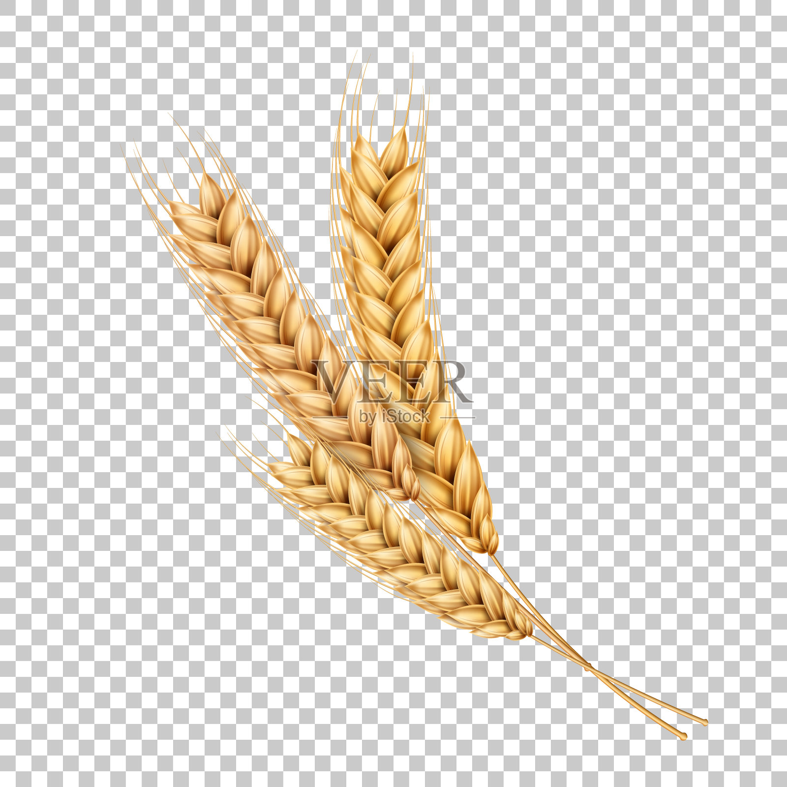 小麦麦穗插画图片素材