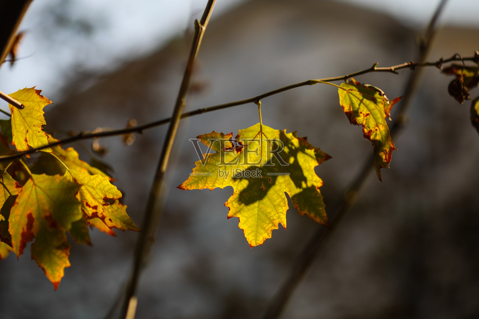 细节与秋天枫树树叶在一个晴朗的日子照片摄影图片