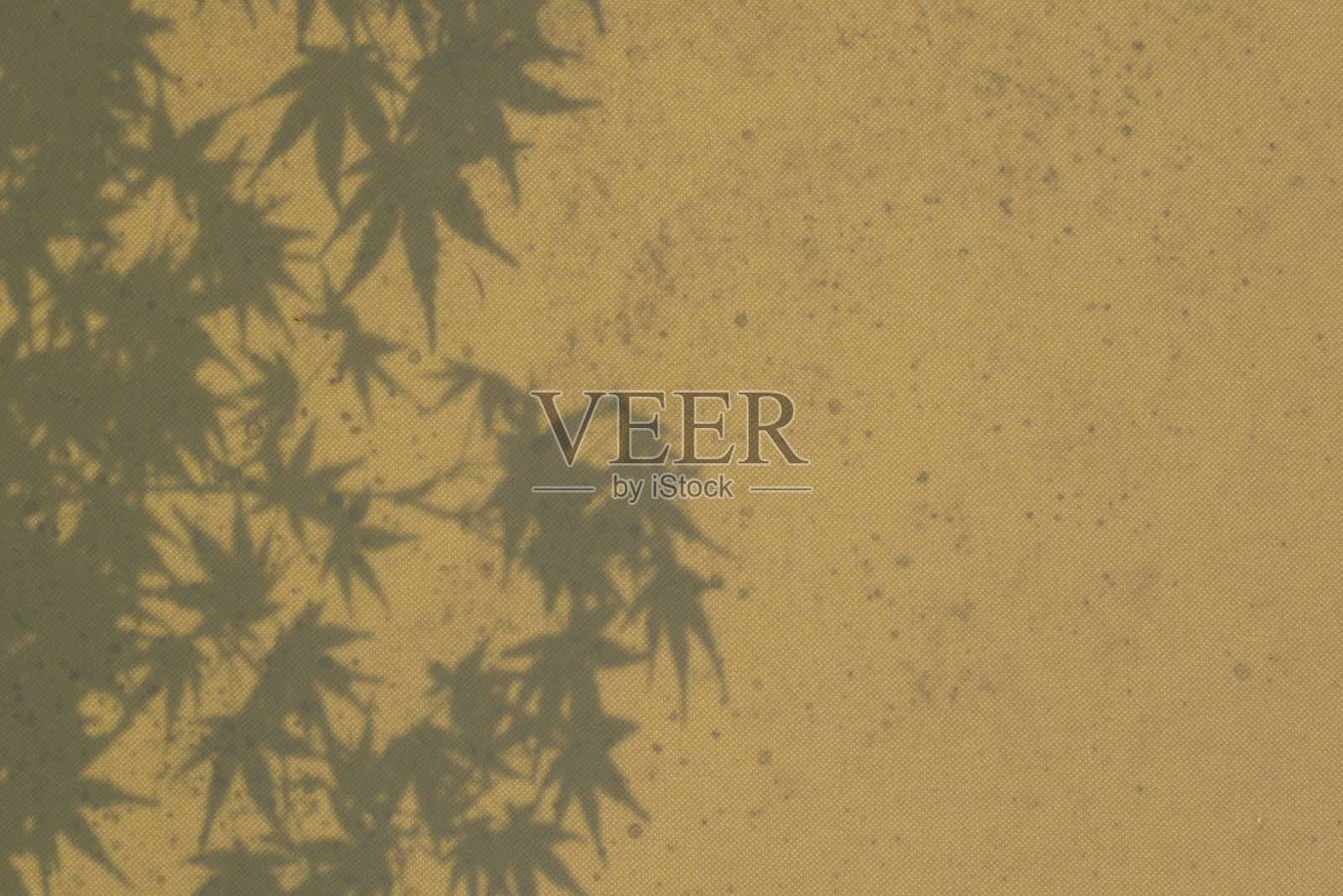 日本枫叶的影子照片摄影图片