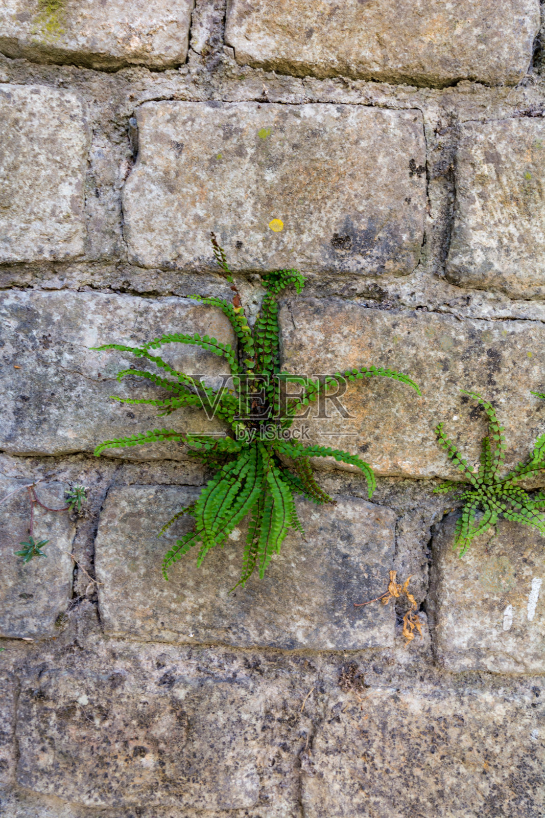 古罗马城墙上的植物照片摄影图片