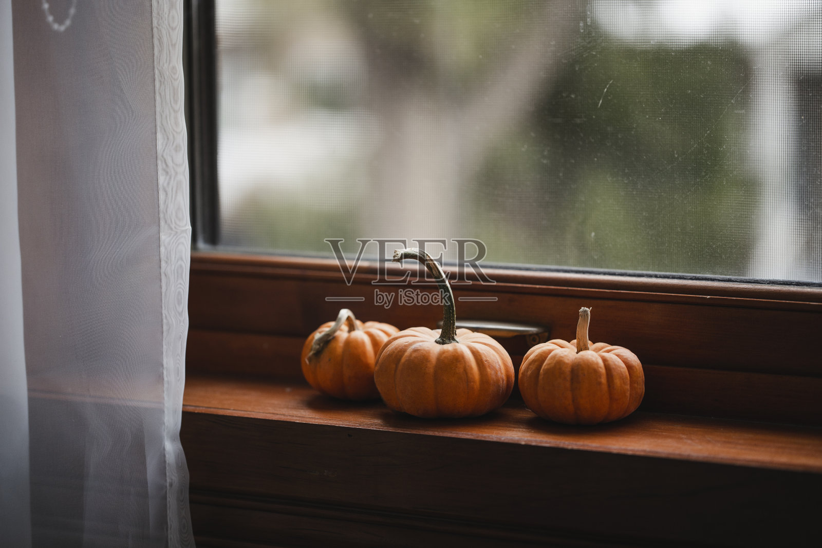 小南瓜照片摄影图片