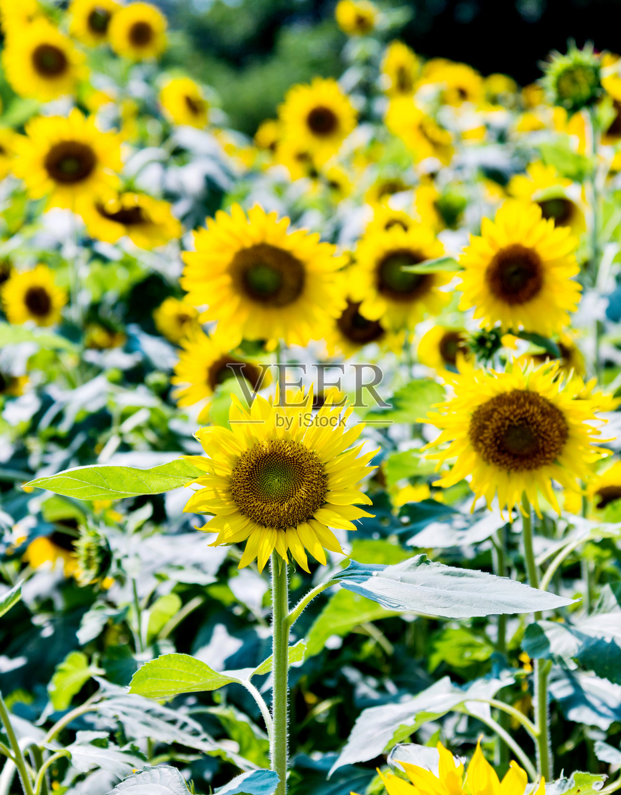 美丽的向日葵田背景照片摄影图片