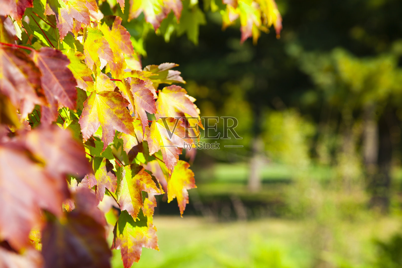 多色的枫叶。照片摄影图片