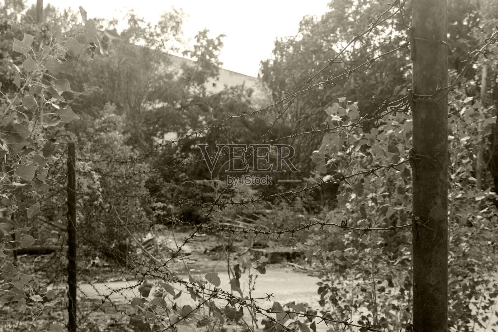 有刺的铁丝栅栏让人感到焦虑。铁丝网的概念。照片摄影图片