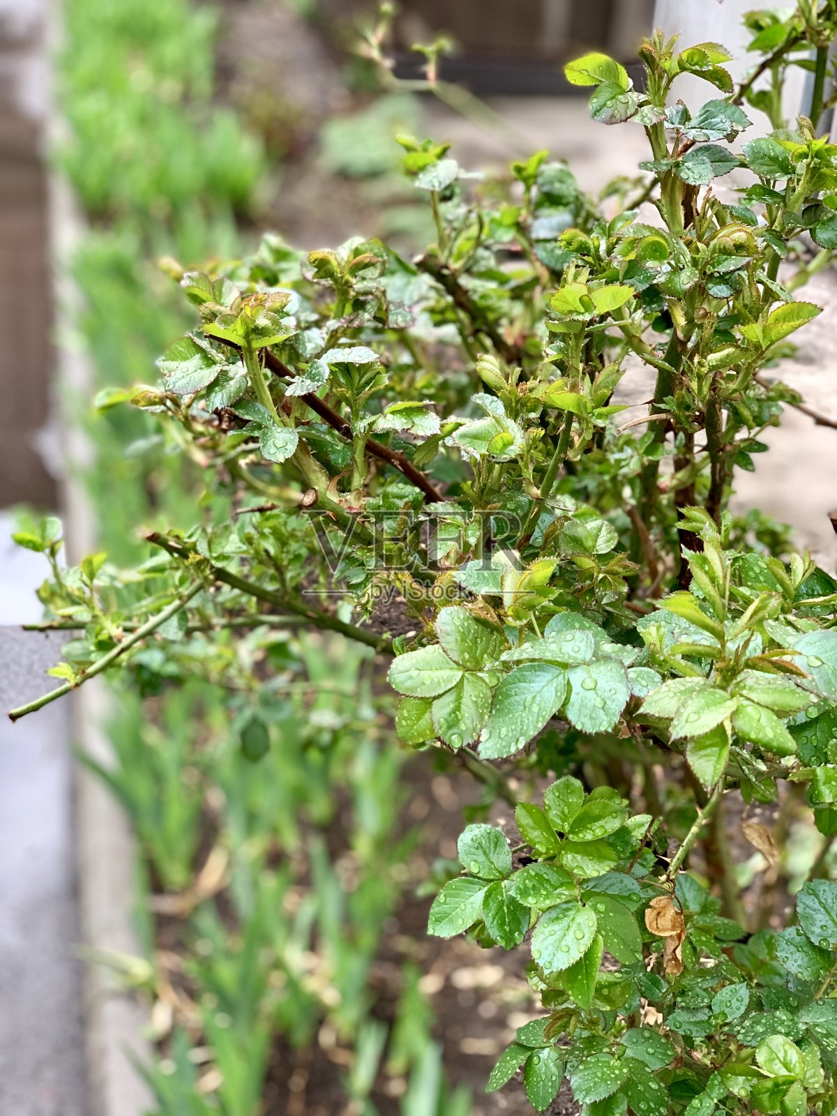 雨滴落在树叶上照片摄影图片