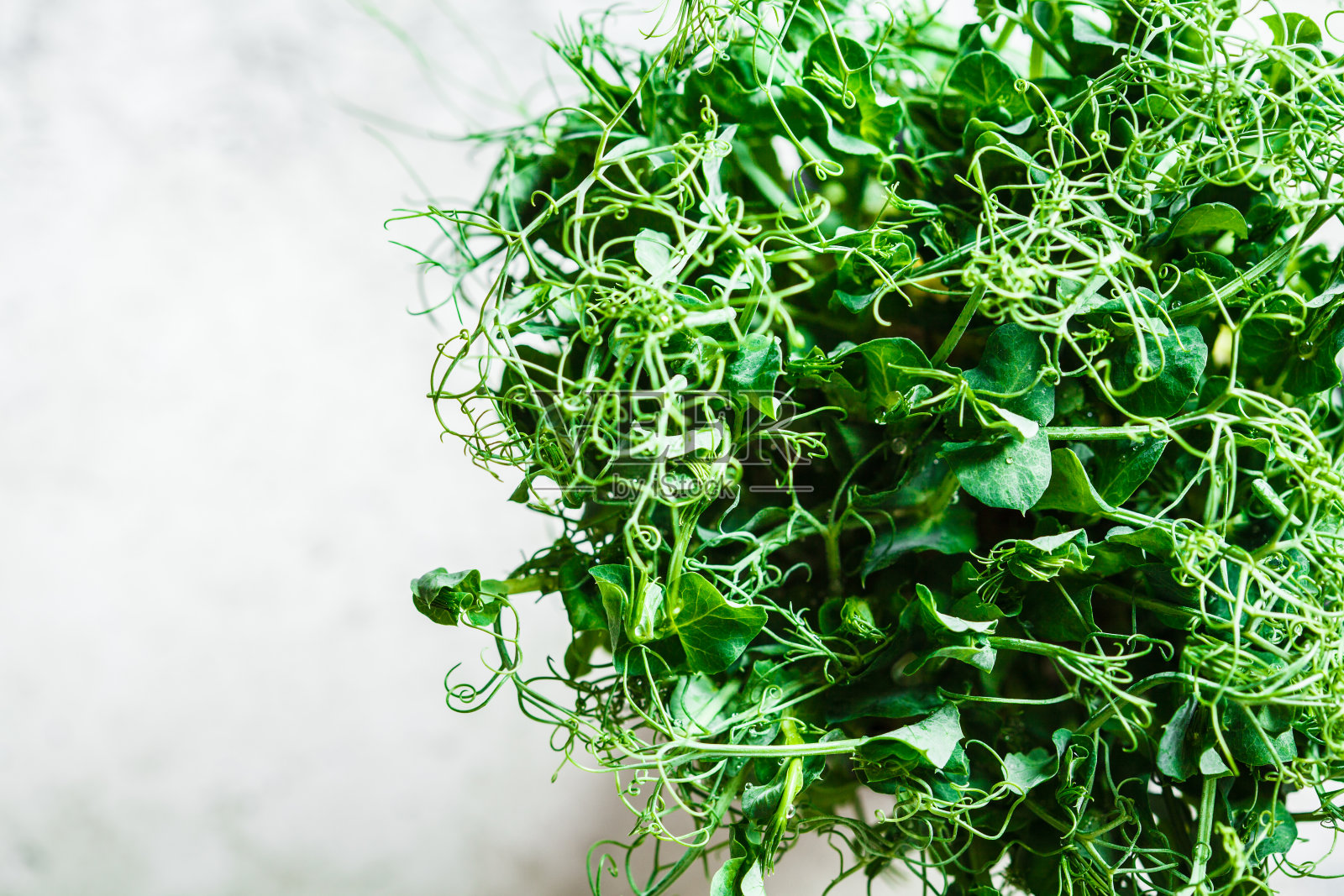 微型绿色植物-花盆里的绿豌豆芽，灰色背景，俯视图。照片摄影图片
