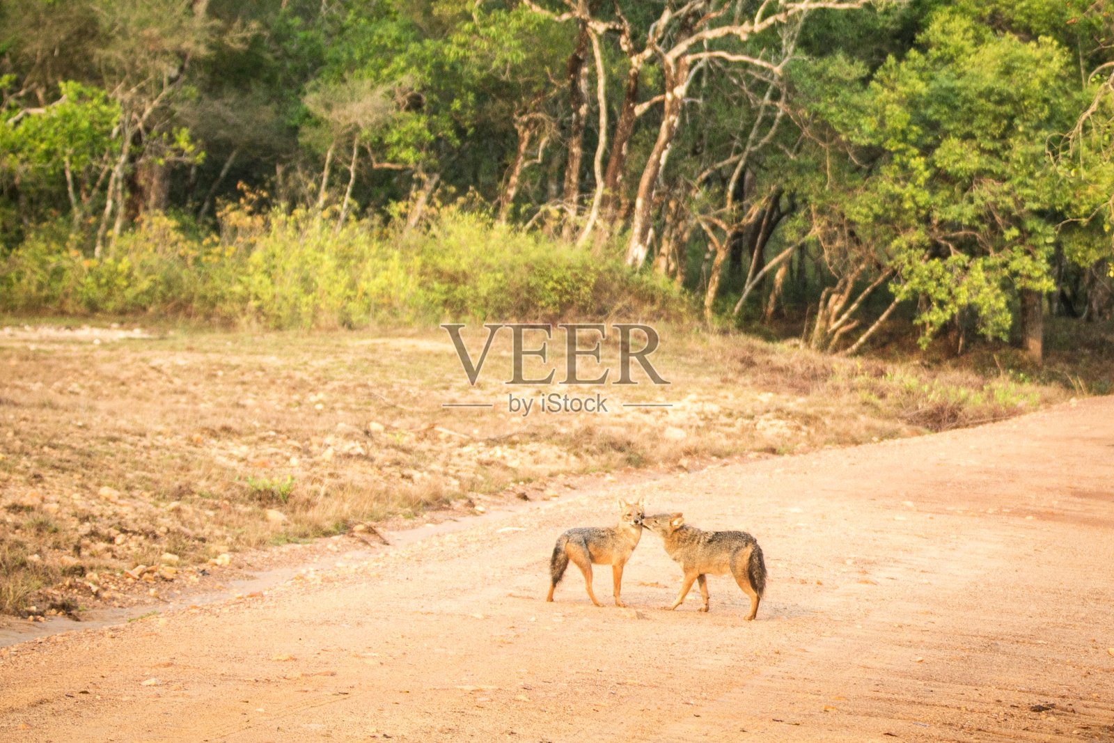 在亚拉拉国家公园，斯里兰卡，亚洲的路上，一对金色豺狼。来自斯里兰卡自然栖息地的美丽野生动物场景，食肉哺乳动物，狩猎，异国情调的冒险照片摄影图片