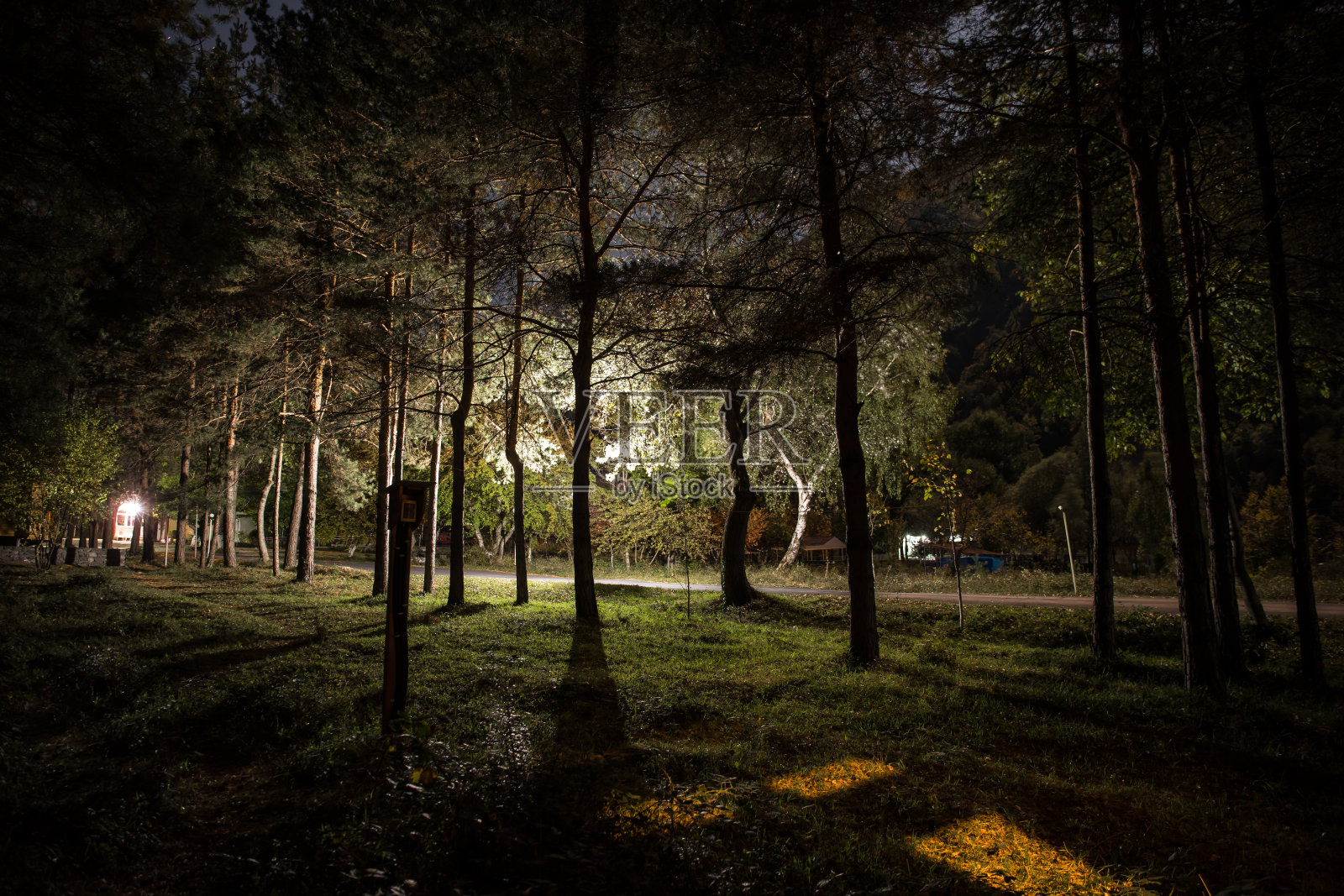 夜晚，神奇的灯光在神秘的松树林中闪闪发光。照片摄影图片