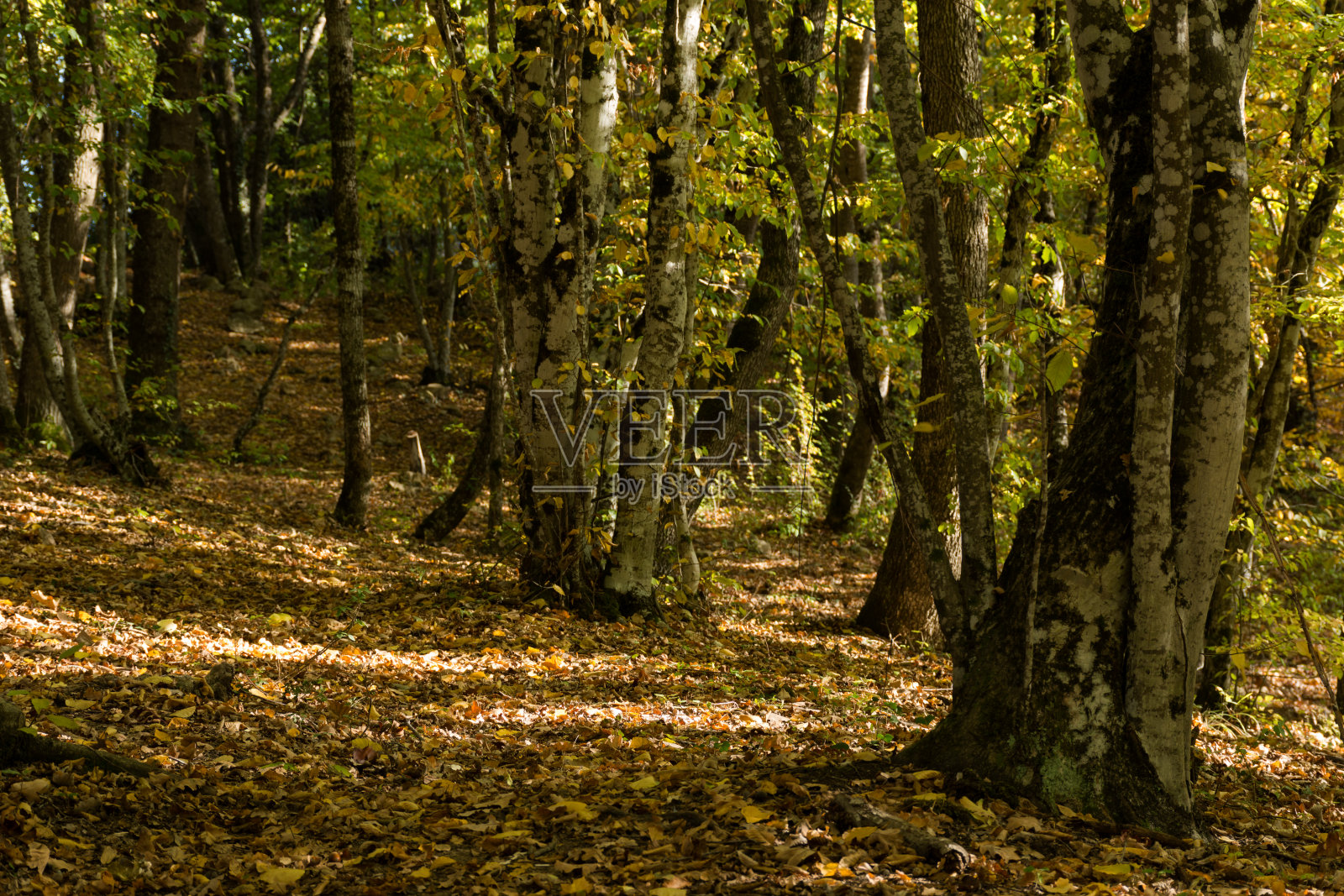 十月里阳光明媚的秋天森林照片摄影图片