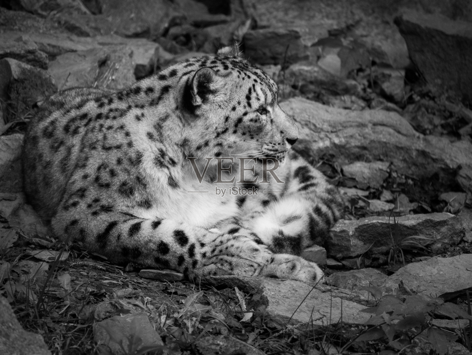 北极雪豹的肖像照片摄影图片