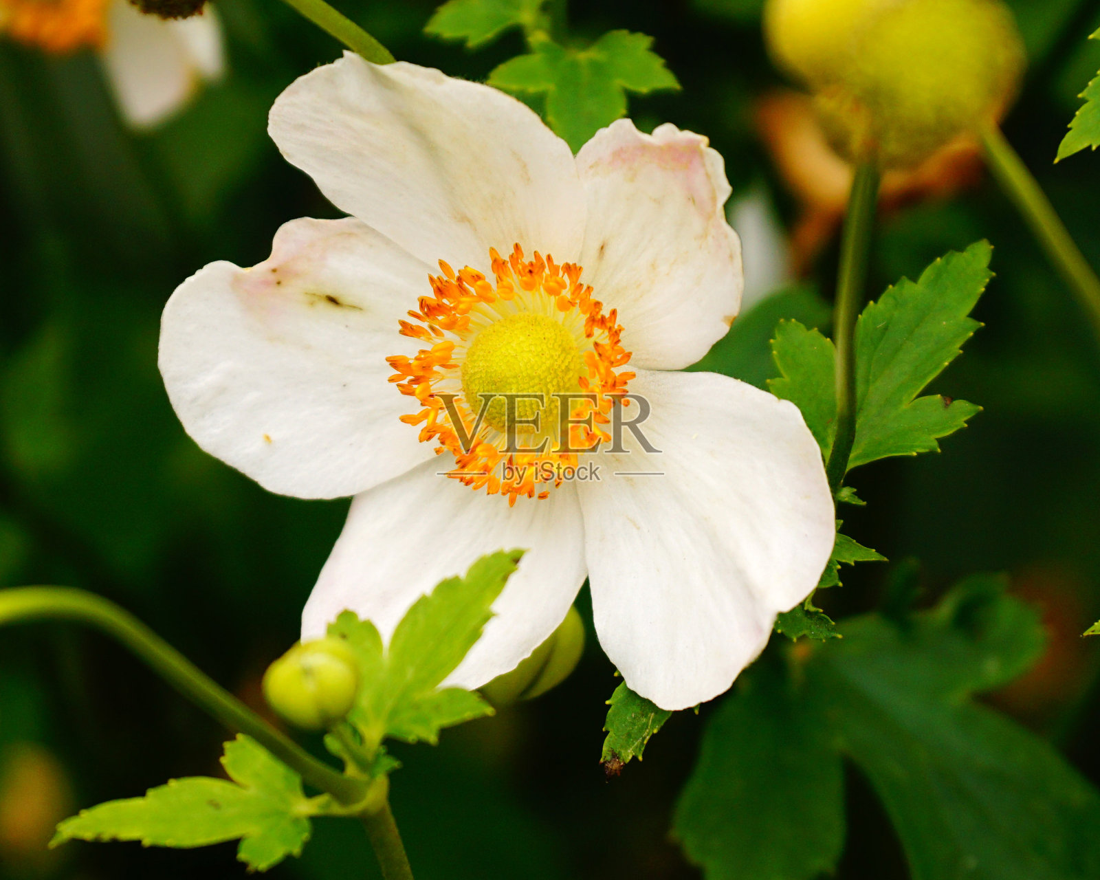 日本海葵照片摄影图片