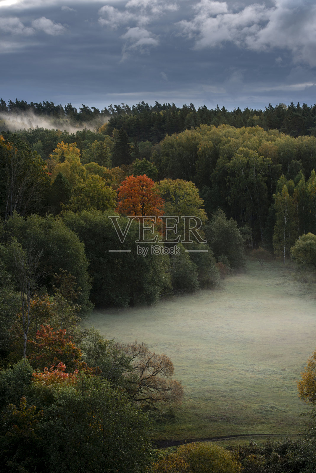 雾在秋天季节森林照片摄影图片