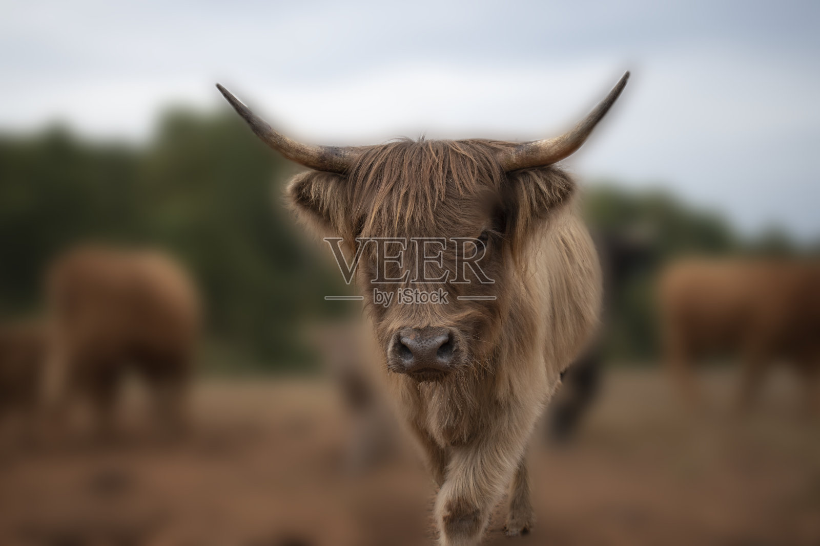 苏格兰高地牛照片摄影图片