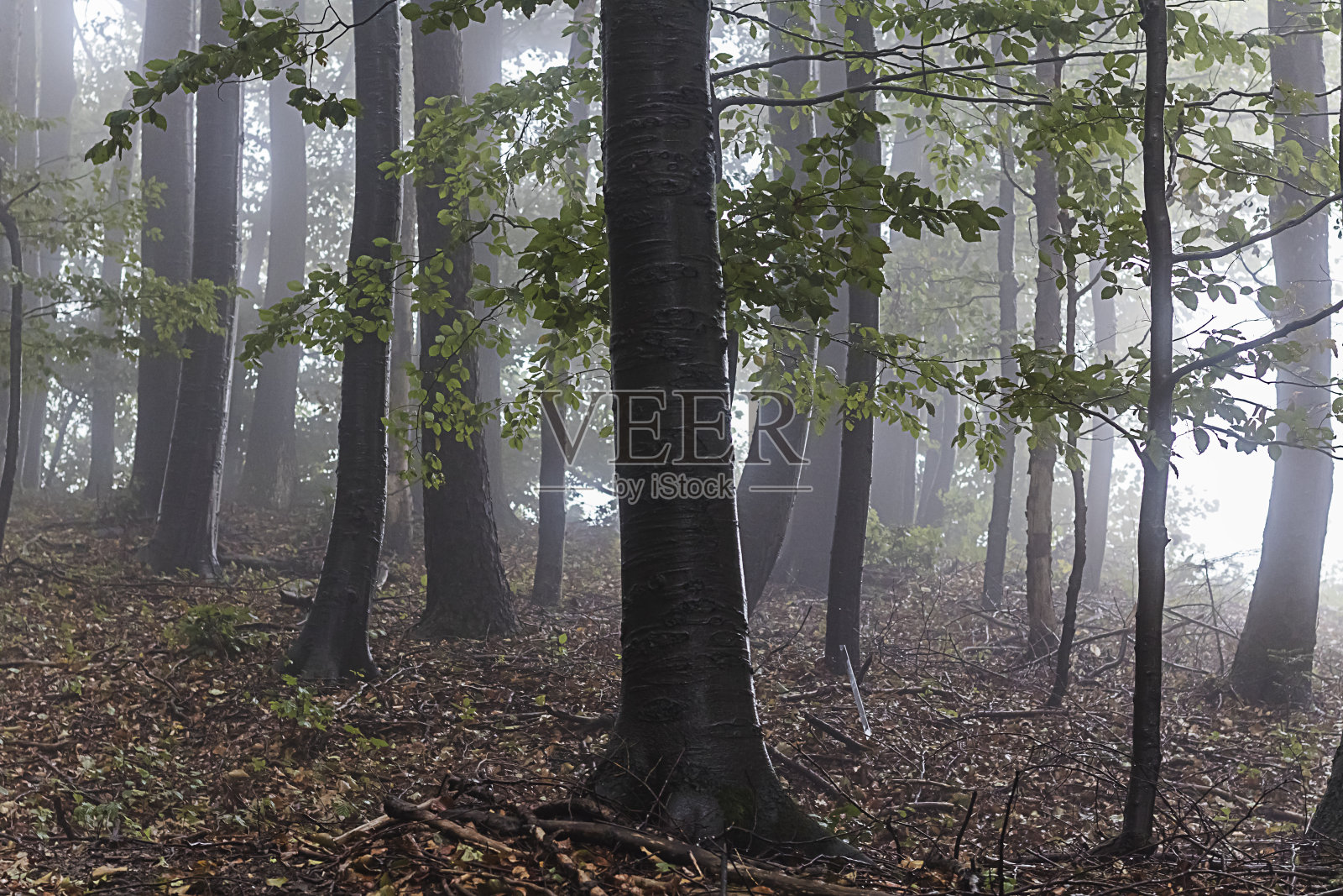 森林中的树木照片摄影图片