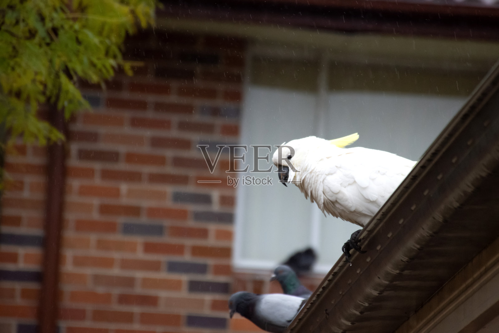 雨天坐在屋顶上的硫冠凤头鹦鹉。城市野生动物。澳大利亚后院游客照片摄影图片