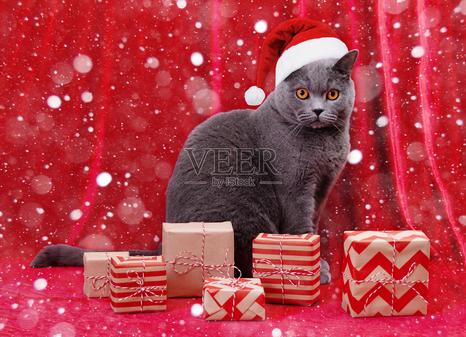 美丽的英国猫与圣诞礼物。新年。圣诞节的动物。照片摄影图片