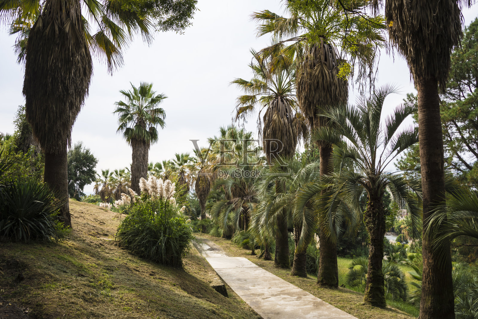 俄罗斯索契植物园的自然景观照片摄影图片