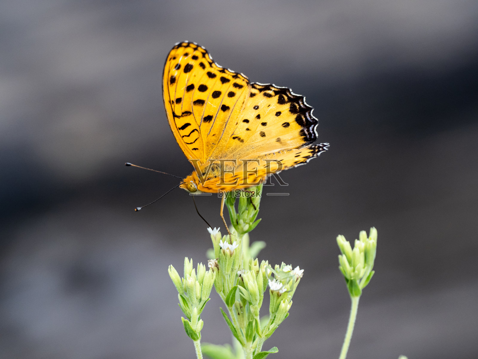 印度贝母蝶花5照片摄影图片