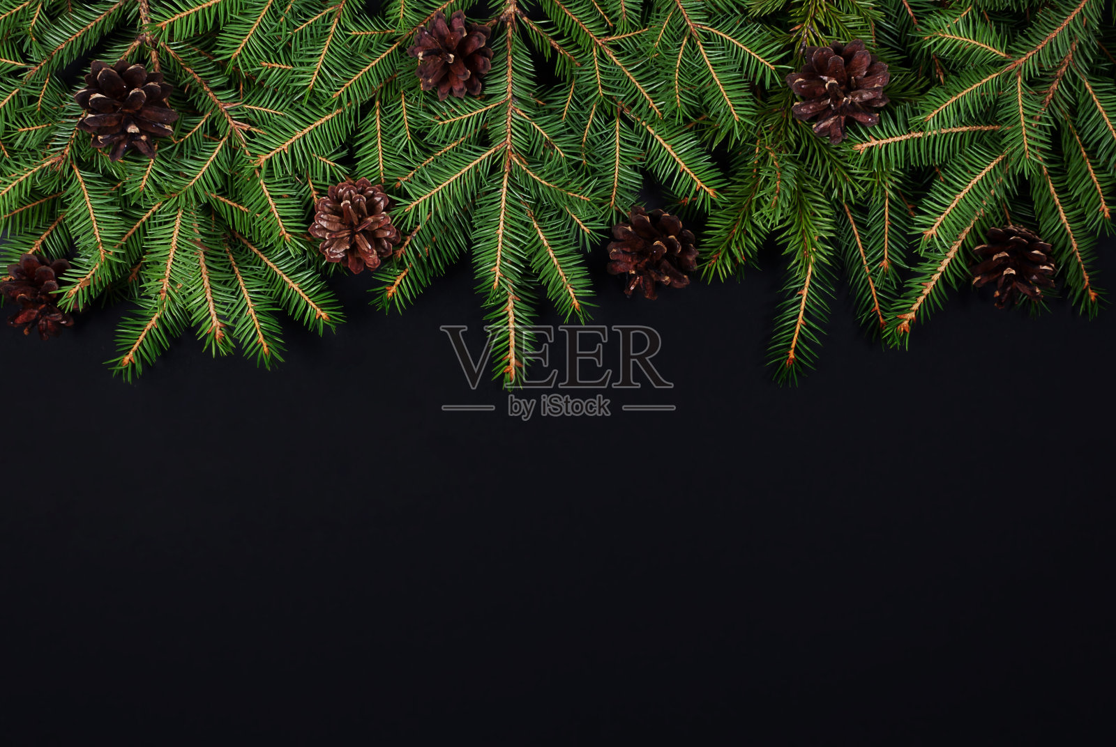 在黑暗的背景上有球果的冷杉树枝。照片摄影图片