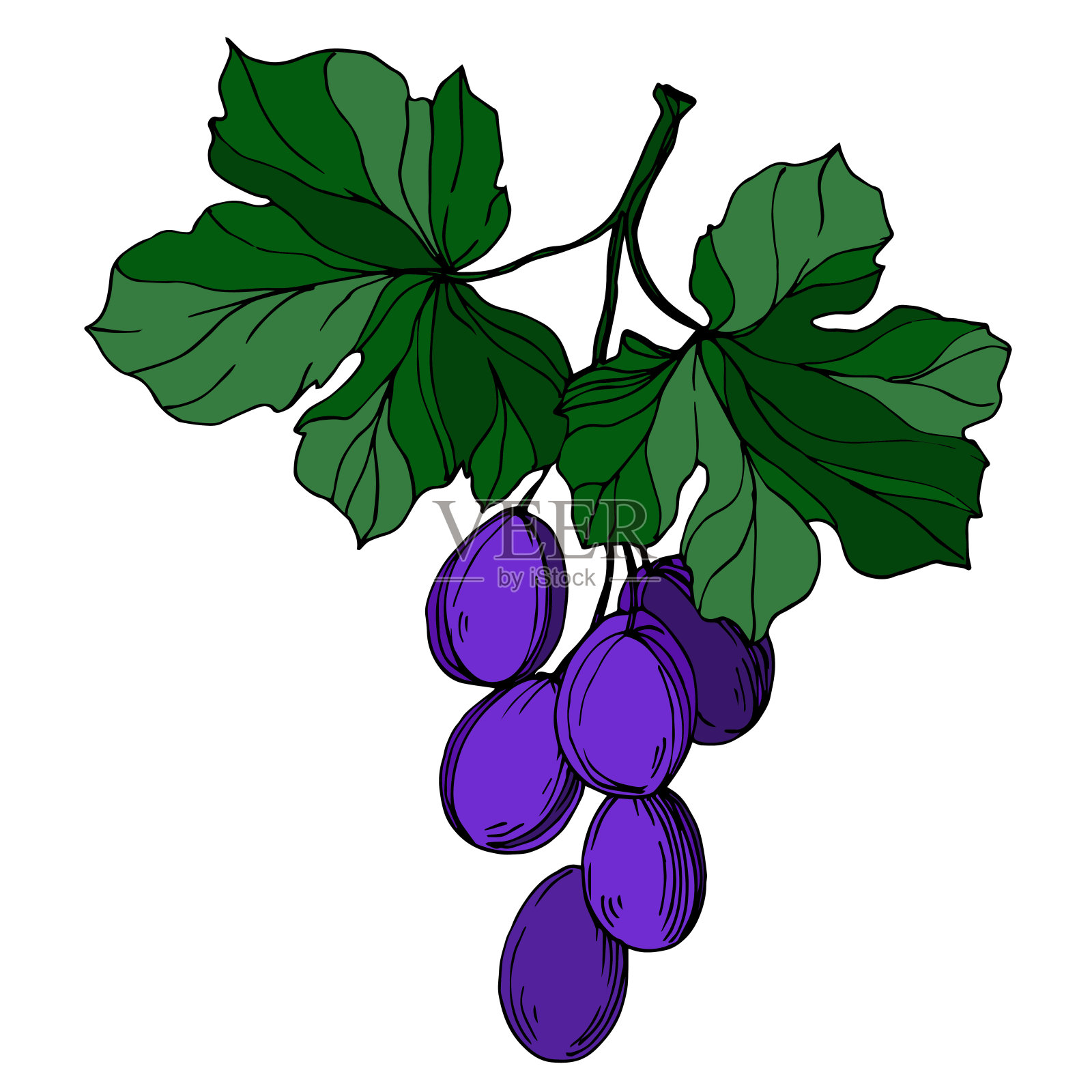 矢葡萄浆果健康食品。黑白篆刻水墨艺术。孤立葡萄插图元素。设计元素图片