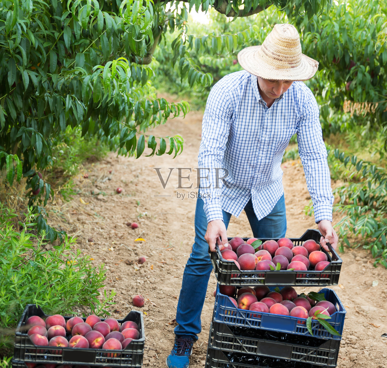 园丁在花园里收获桃子照片摄影图片