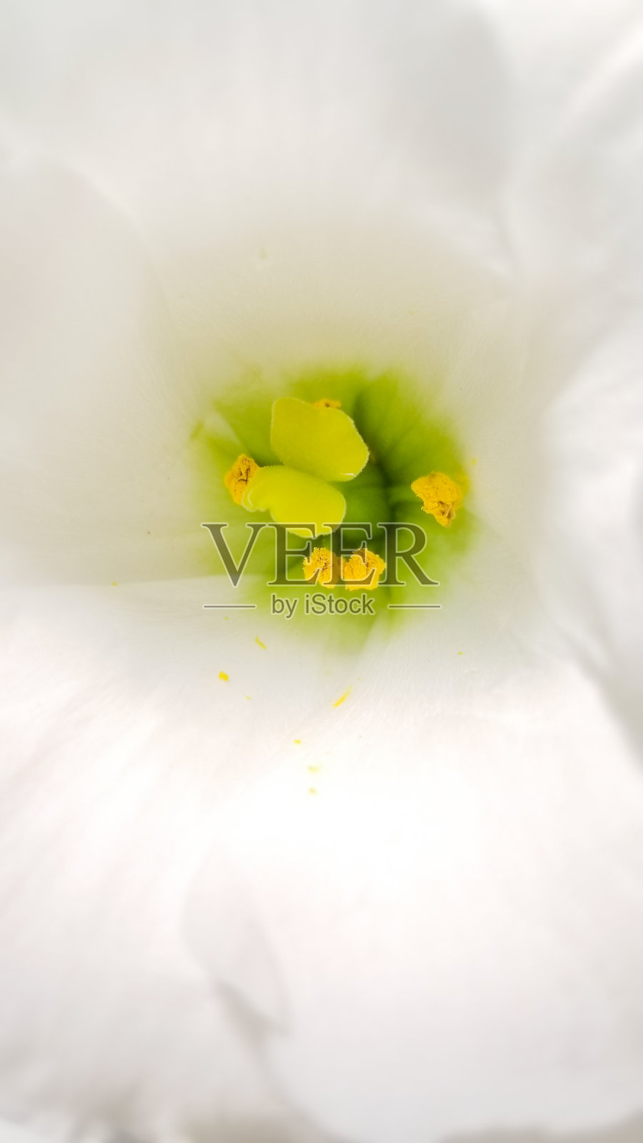 雄蕊近距离照片摄影图片