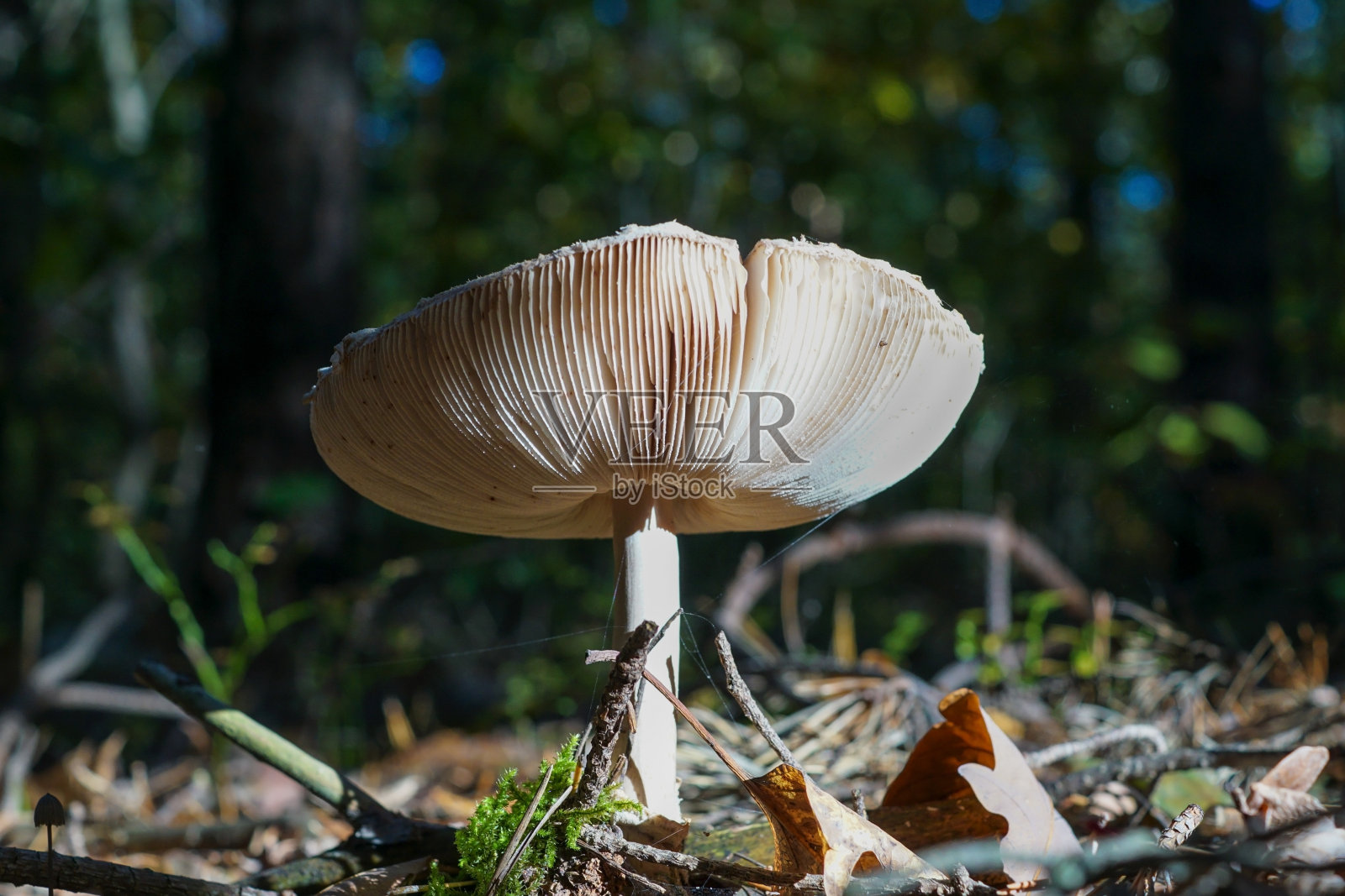 森林中的一种长腮的大蘑菇照片摄影图片