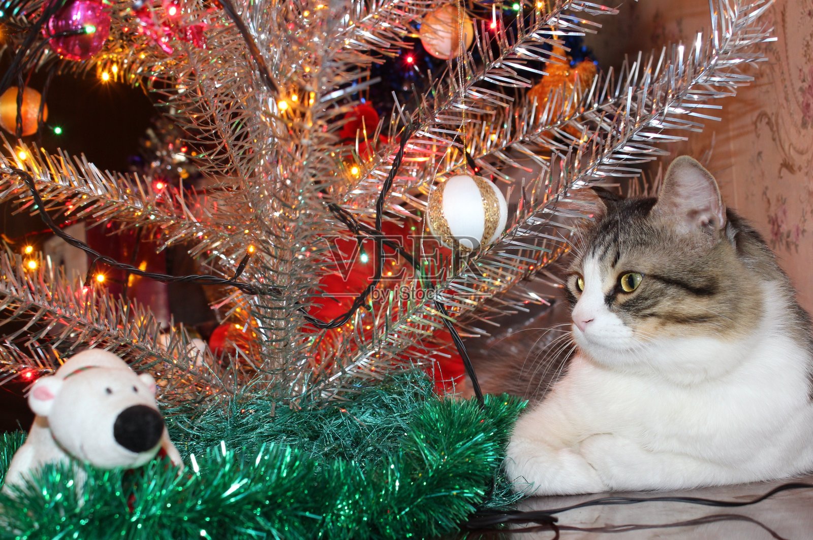 Сat在圣诞树下照片摄影图片