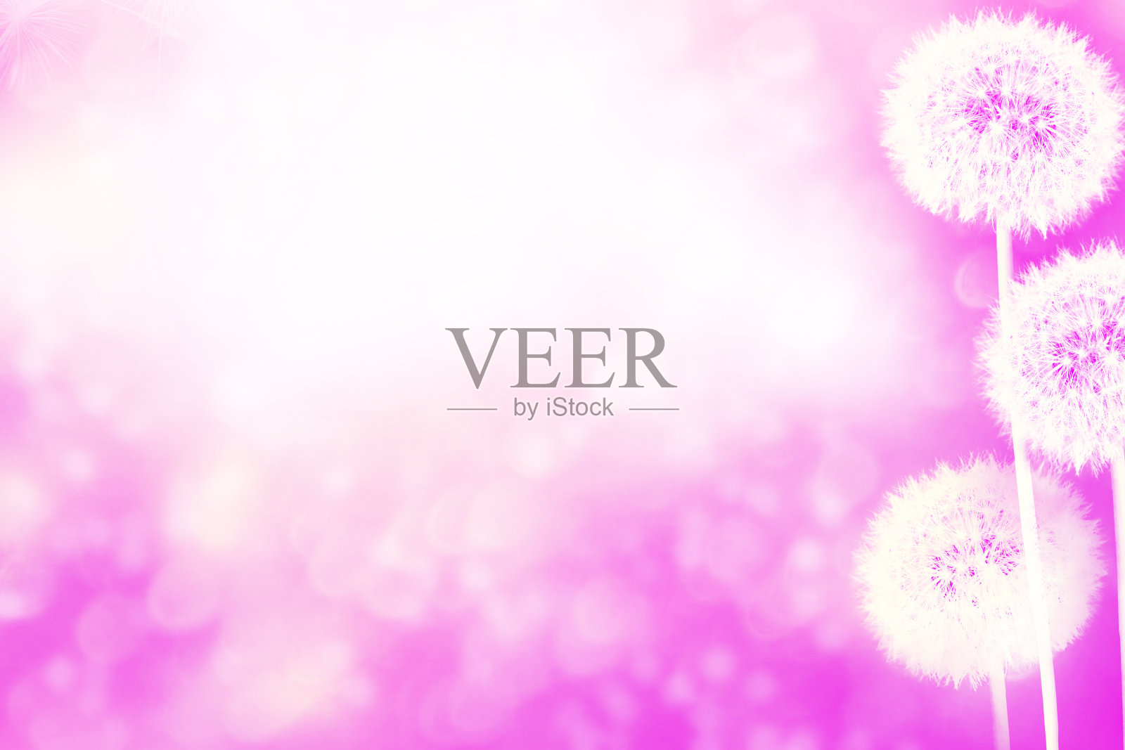 毛茸茸的蒲公英花照片摄影图片