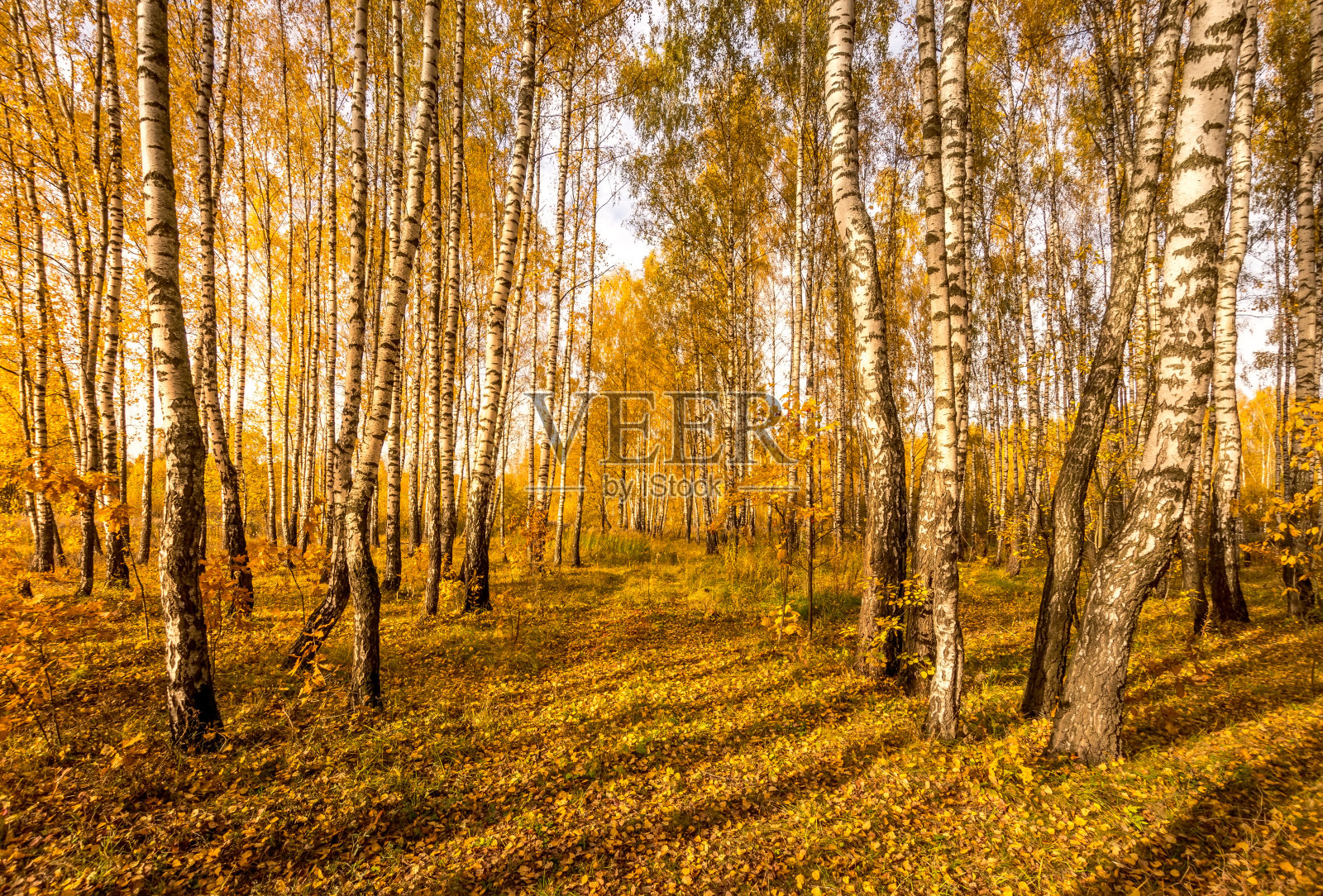 在阳光明媚的金色秋夜桦树林中。照片摄影图片