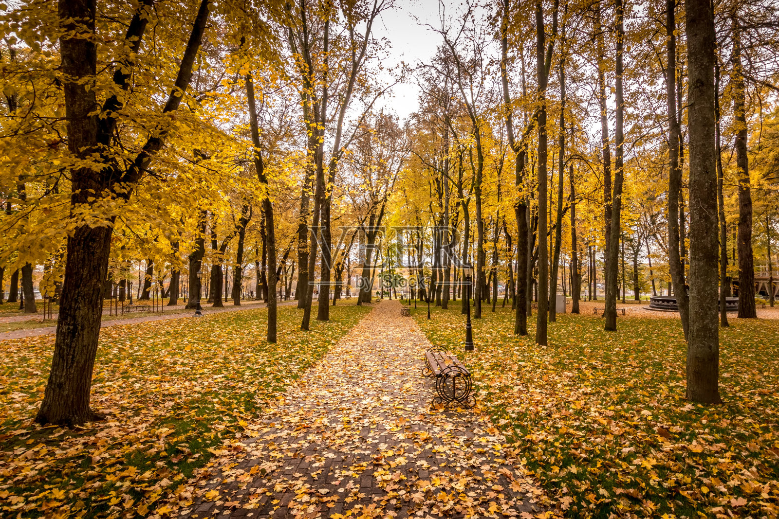 秋天，公园里的树叶和枫叶一起飘落。照片摄影图片