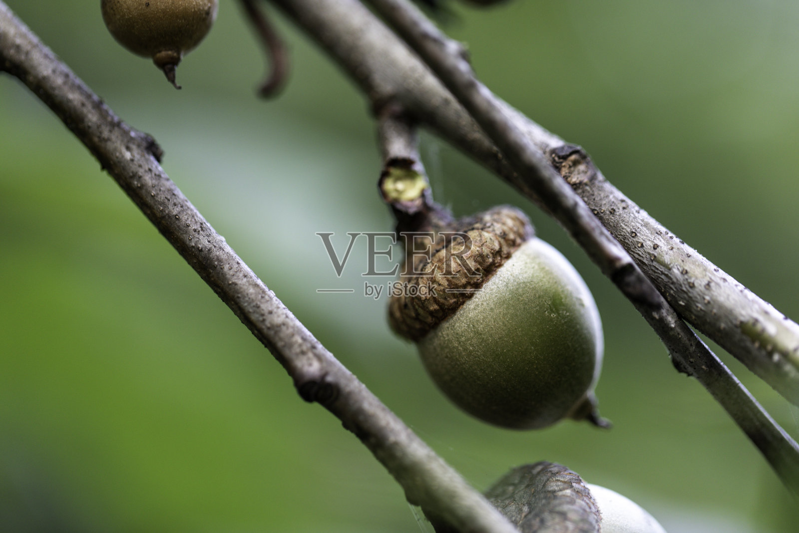 橡子照片摄影图片