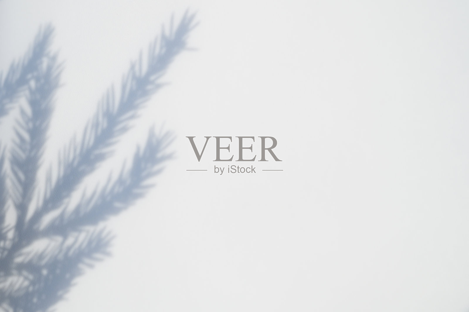 从一个圣诞节树枝的影子在白灰色的背景纹理表面的墙壁或桌子。空间的文本照片摄影图片