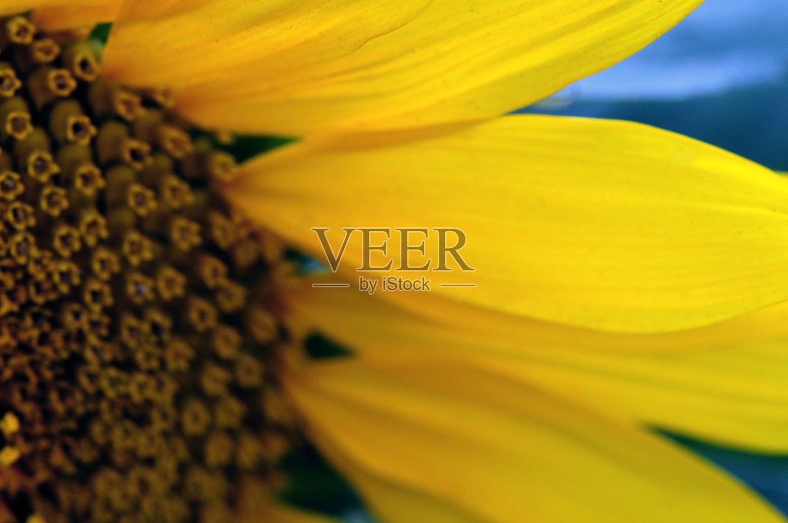 向日葵照片摄影图片