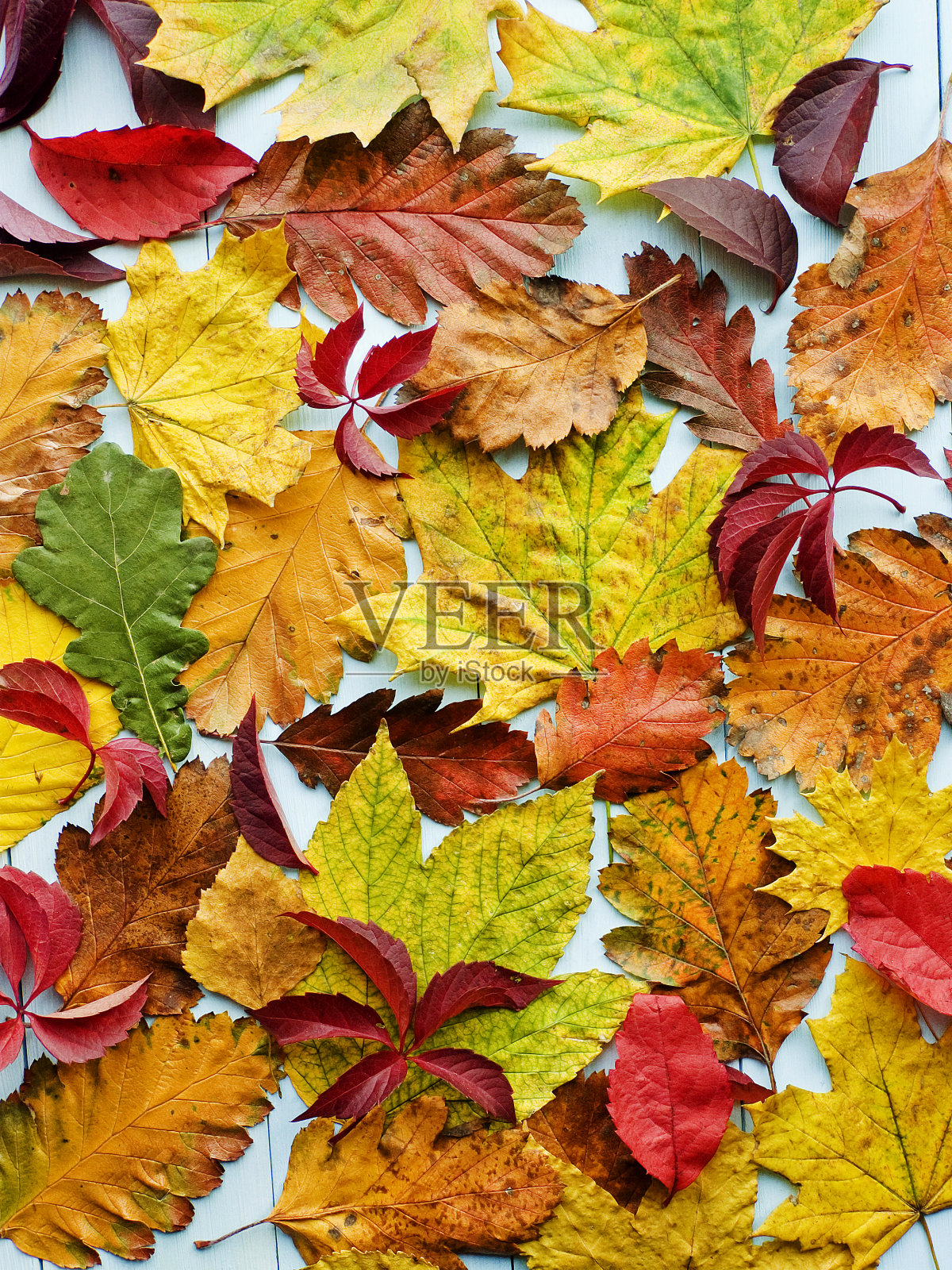 树叶照片摄影图片