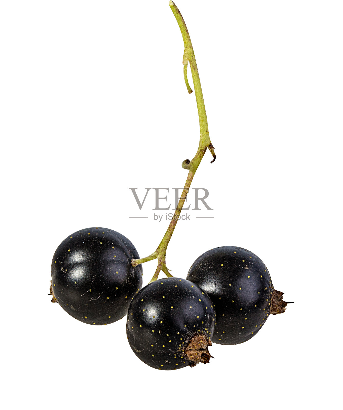 黑加仑孤立在白色背景与修剪路径照片摄影图片