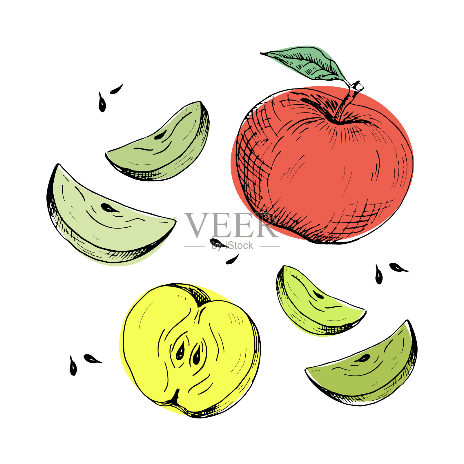 苹果组。彩色手绘苹果和苹果片，孤立在白色背景。素描风格说明插画图片素材